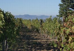 Wine Taste and Alcantara Gorges 06