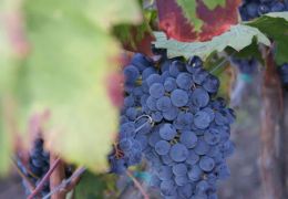 Wine Taste and Alcantara Gorges 02