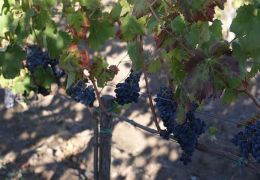 Wine Taste and Alcantara Gorges 01